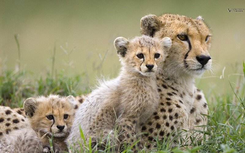 Cheetah mother with cubs