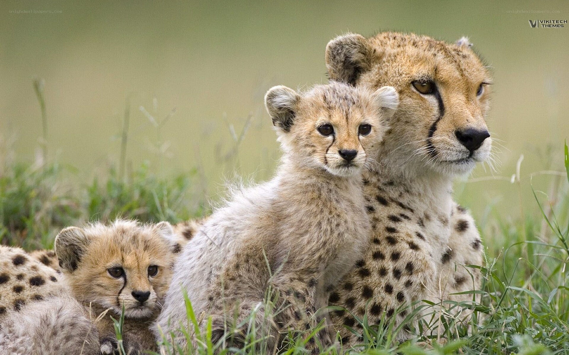Cheetah mother with cubs