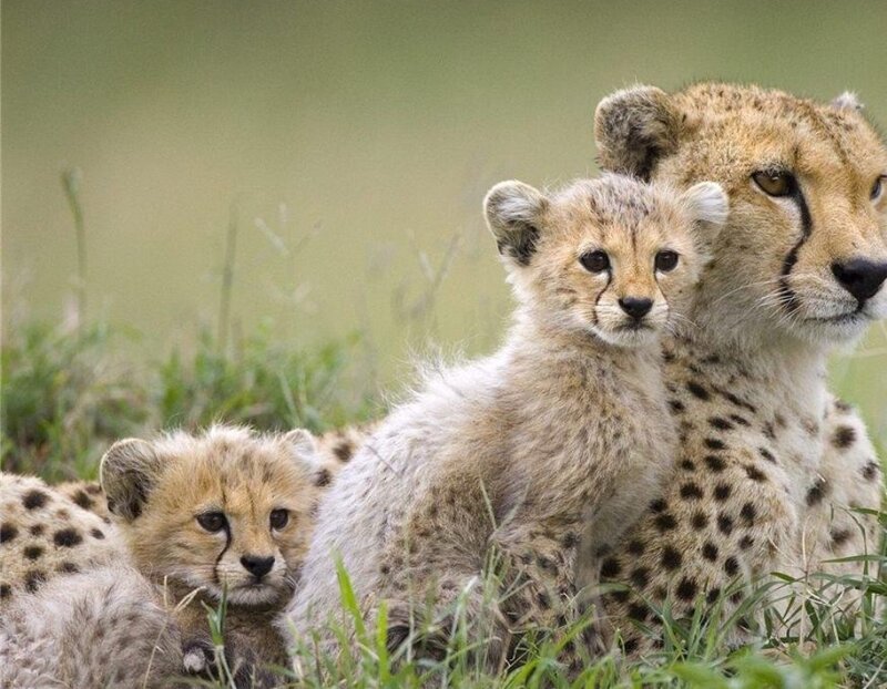 Cheetah mother with cubs