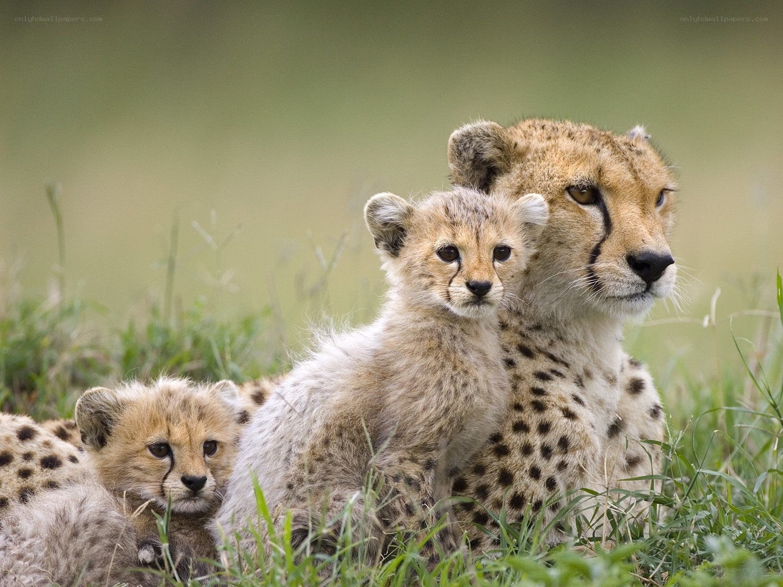 Cheetah mother with cubs