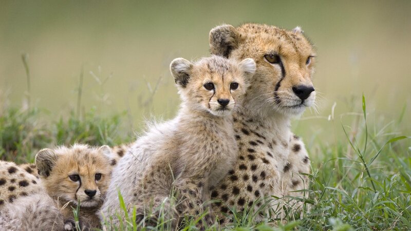 Cheetah mother with cubs