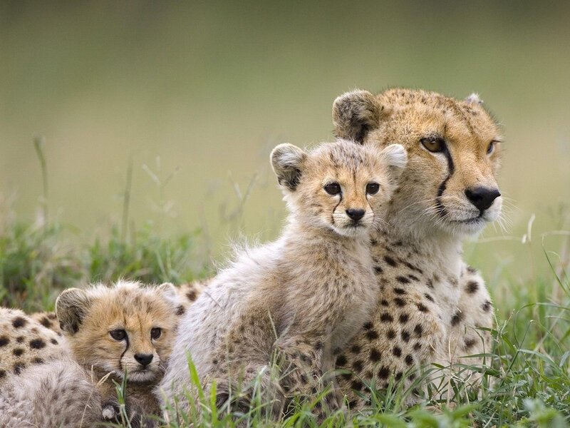 Cheetah mother with cubs