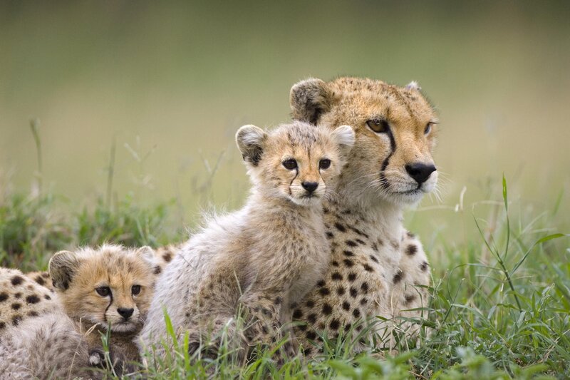 Cheetah mother with cubs