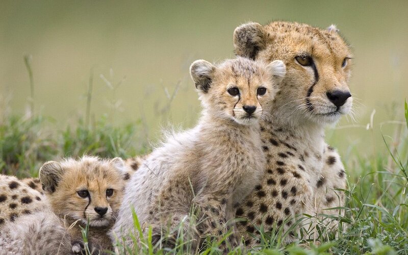 Cheetah mother with cubs