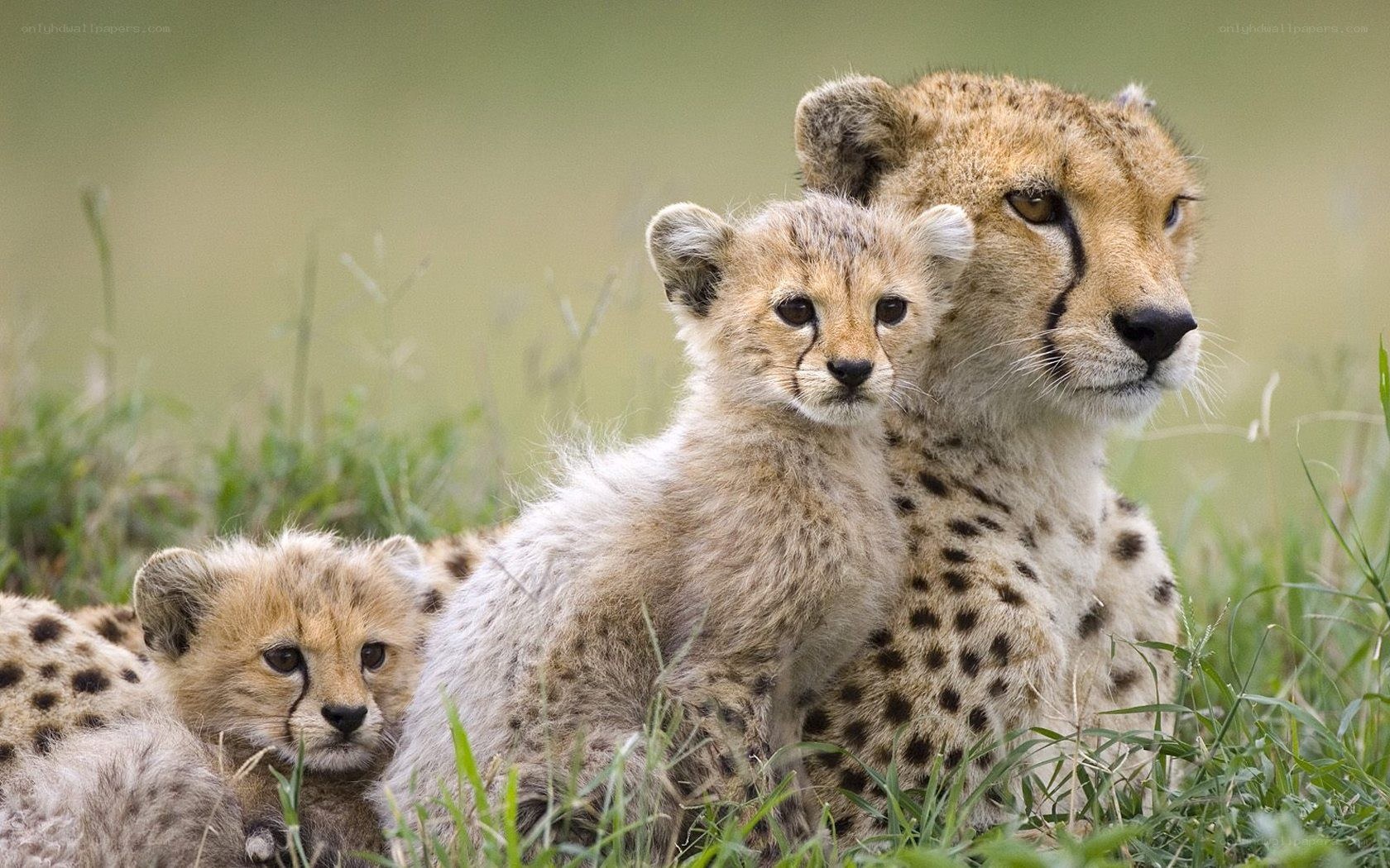 Cheetah mother with cubs