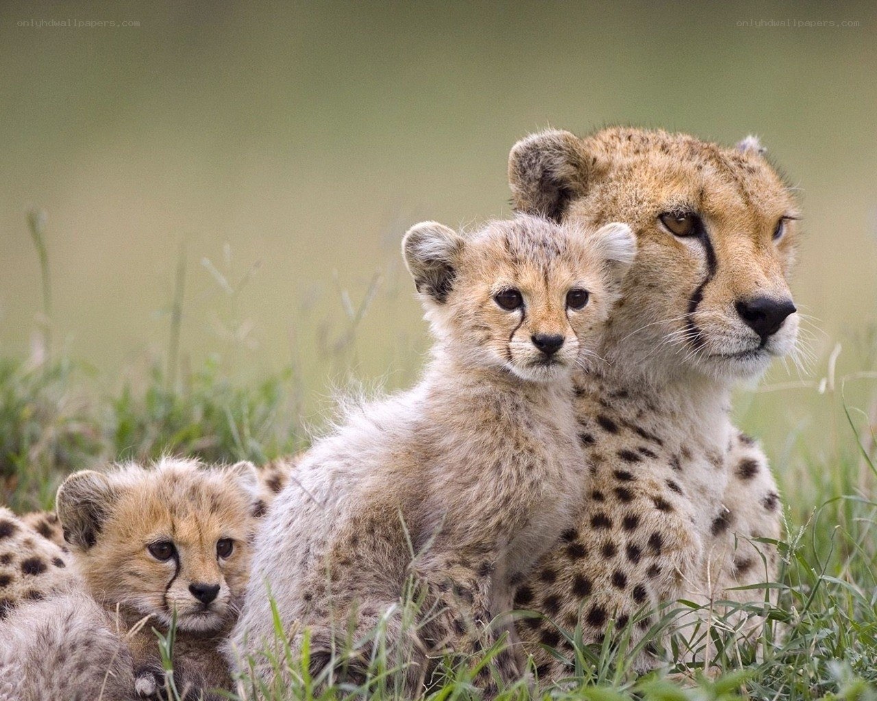Cheetah mother with cubs