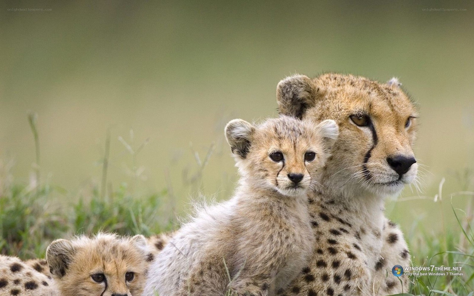 Cheetah mother with cubs