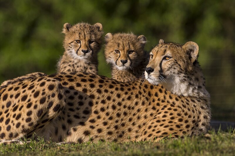 Cheetah Mother with Cubs — Brown, Calm, Afternoon, Photograph