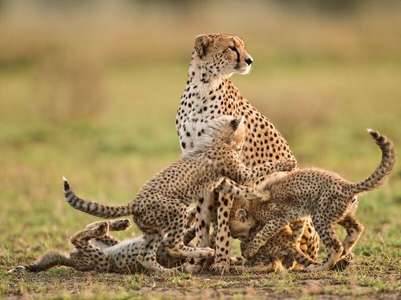 Cheetah Mother with Cubs — Brown, Natural