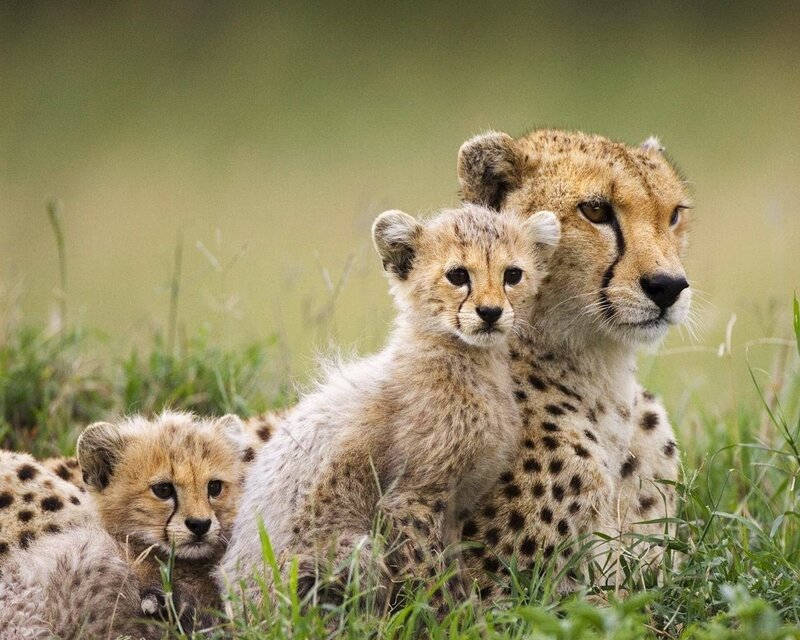 Cheetah Mother with Cubs — Brown