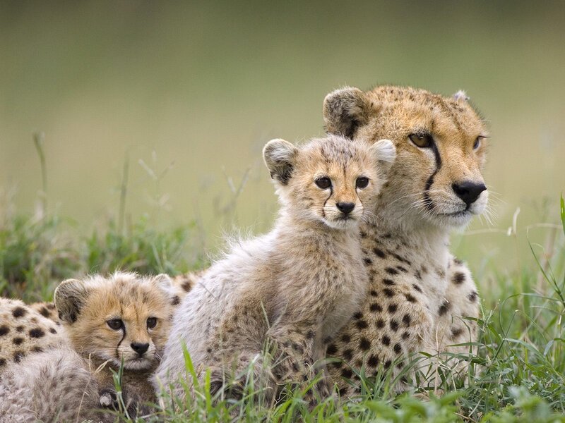 Cheetah Mother with Cubs — Green