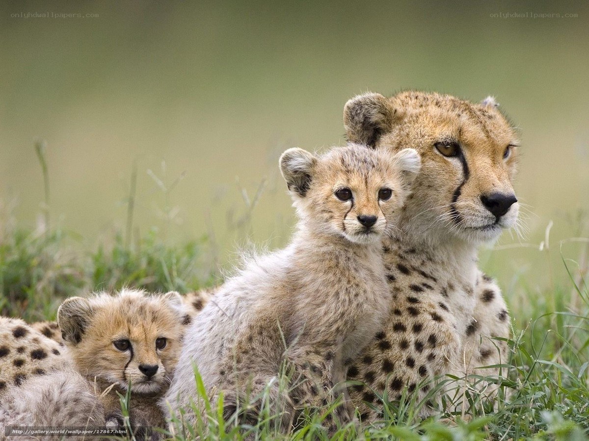Cheetah mother with cubs