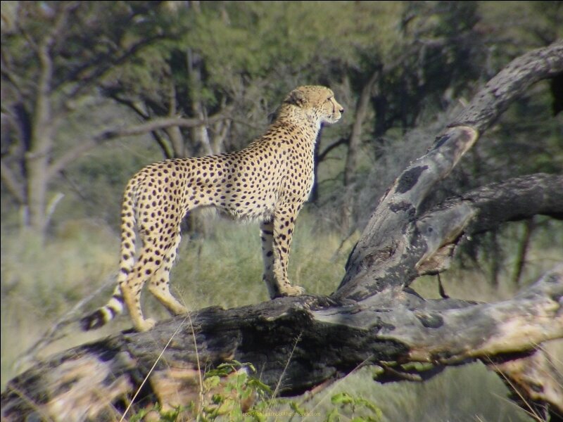 Cheetah on a fallen tree