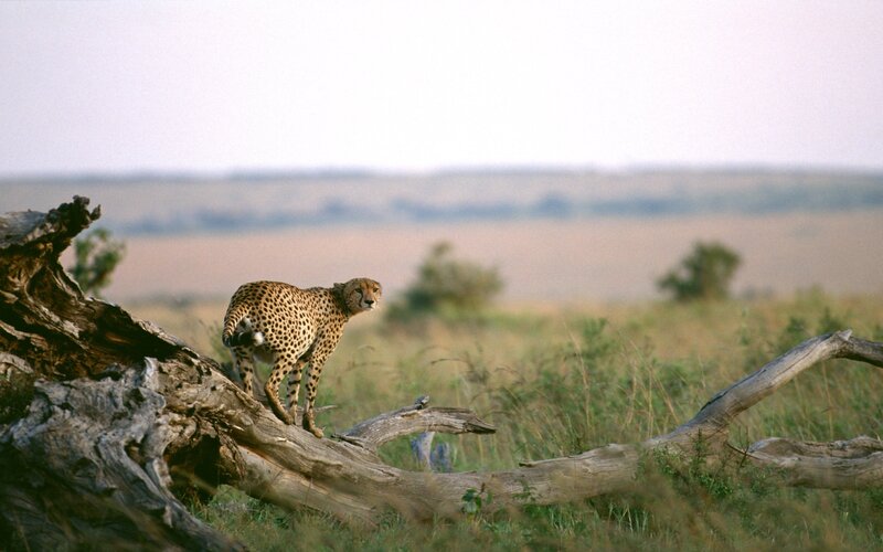 Cheetah on a fallen tree