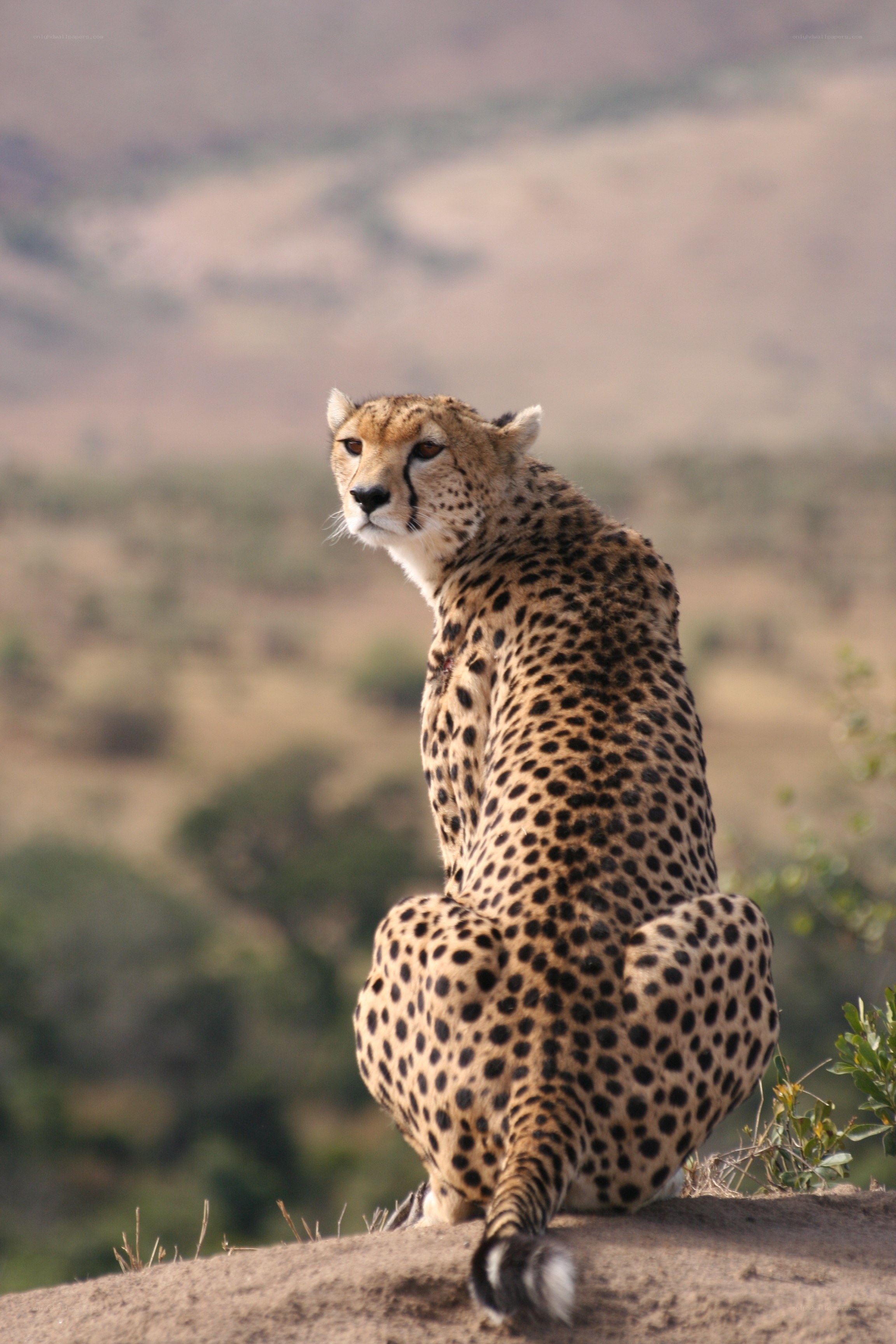 Cheetah on a hill