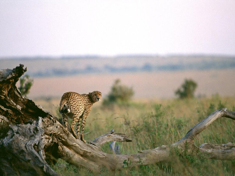 Cheetah on a Log — Brown, Calm