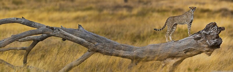 Cheetah on a Log — Brown, Natural
