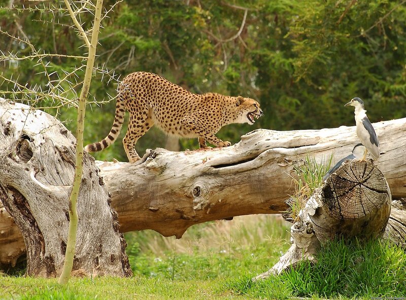 Cheetah on a log with bird