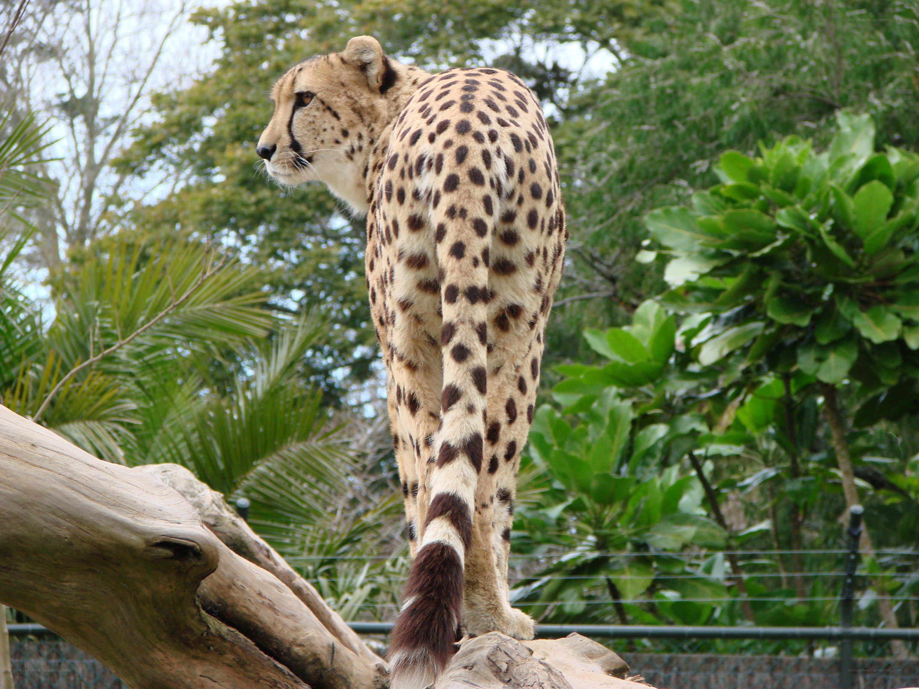 Cheetah on a log