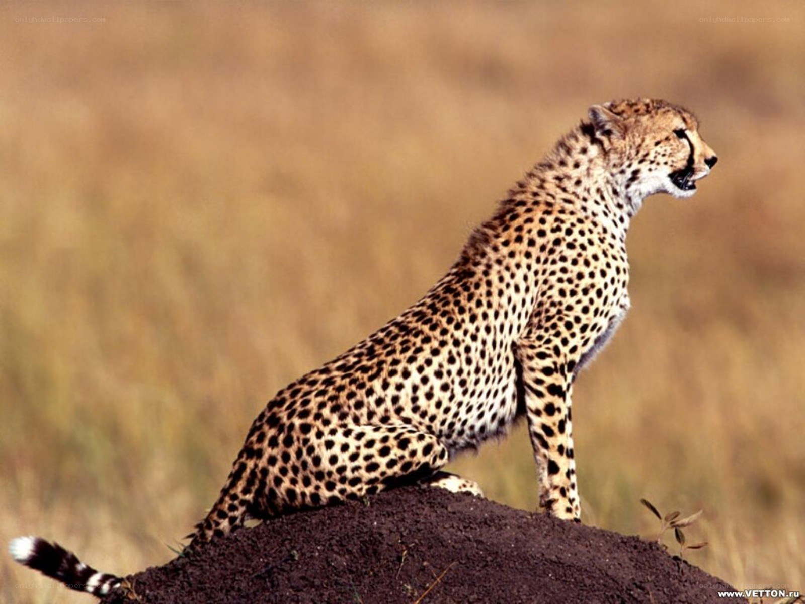 Cheetah on a mound