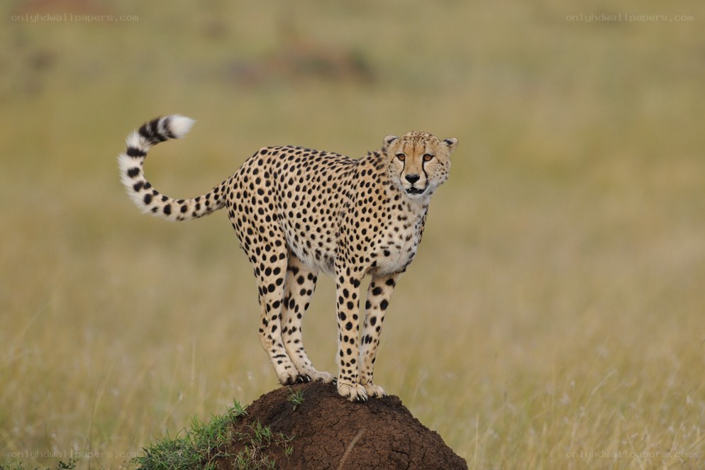 Cheetah on a mound