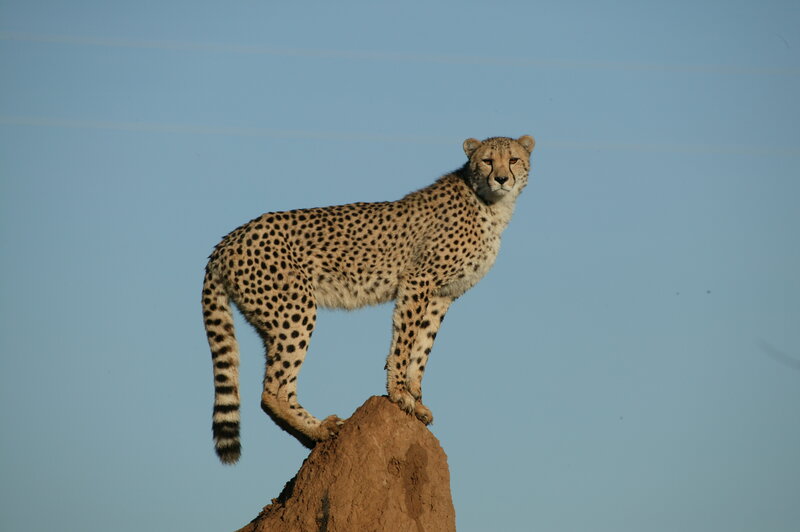 Cheetah on a Mound — Blue