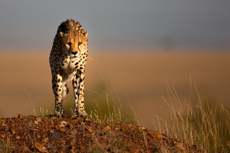 Cheetah on a Mound — Brown, Dramatic