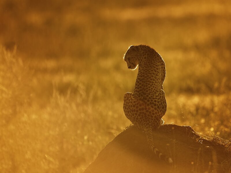 Cheetah on a Mound — Gold, Serene