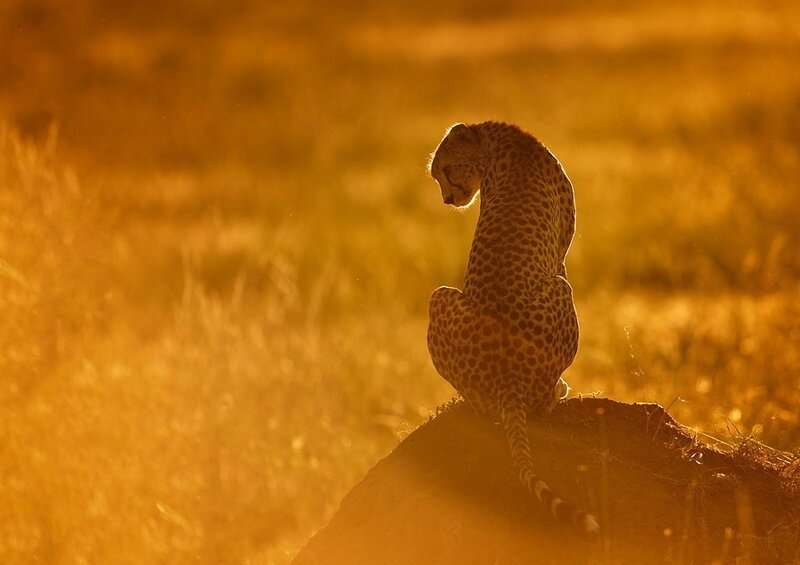Cheetah on a Mound — Gold