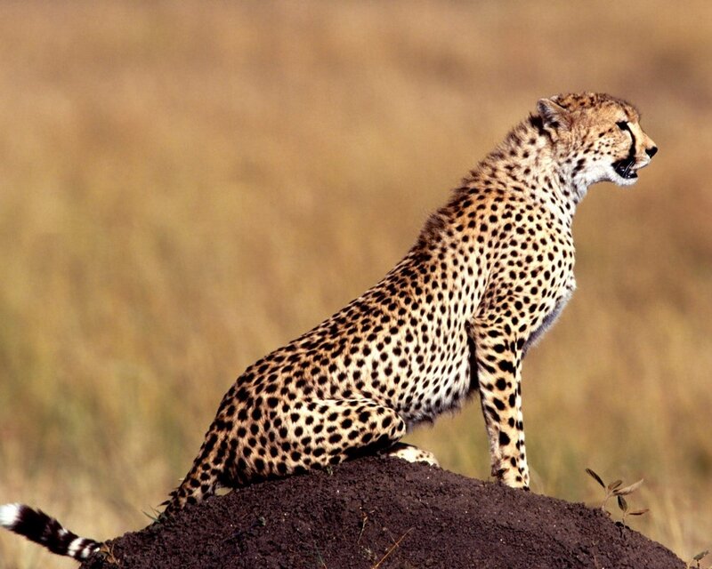 Cheetah on a mound