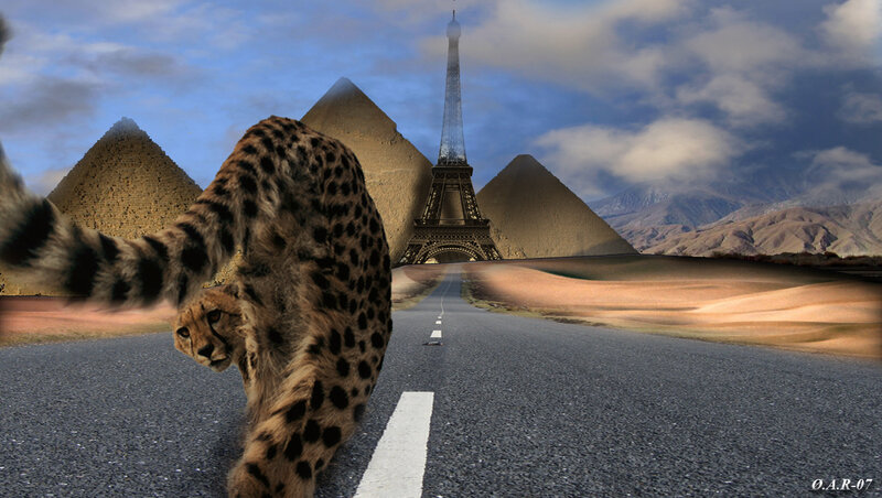 Cheetah on a Road