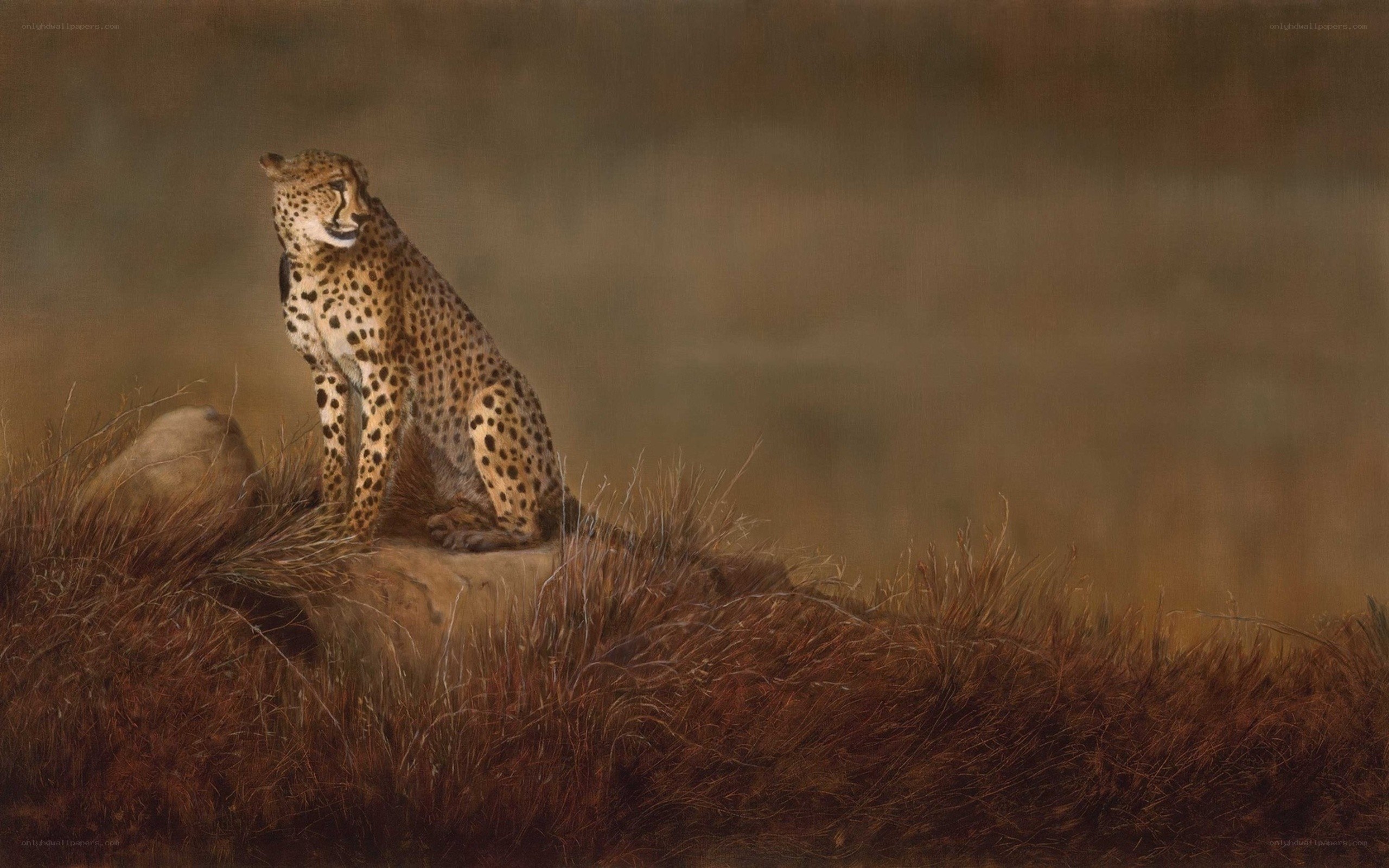 Cheetah on a rock