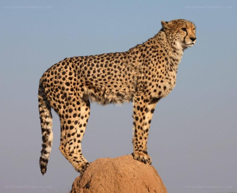 Cheetah on a rock