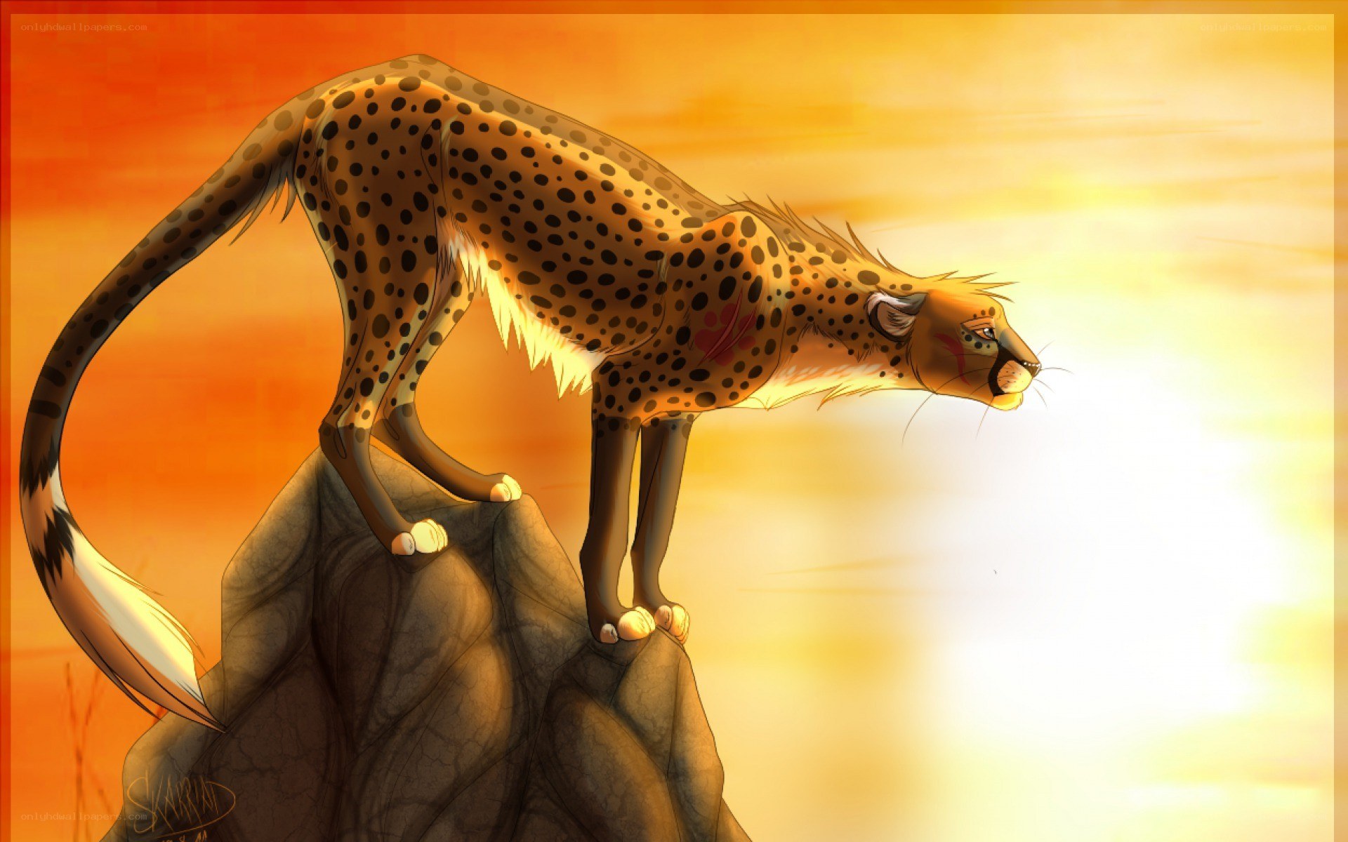 cheetah on a rock at sunset