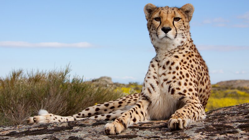 Cheetah on a Rock — Blue, Calm