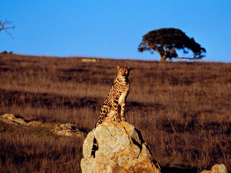 Cheetah on a Rock — Blue, Serene