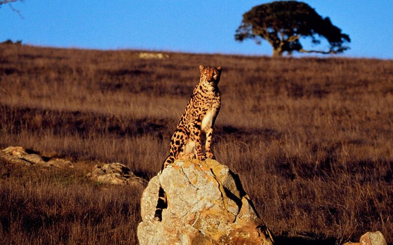Cheetah on a Rock — Brown, Serene, Afternoon