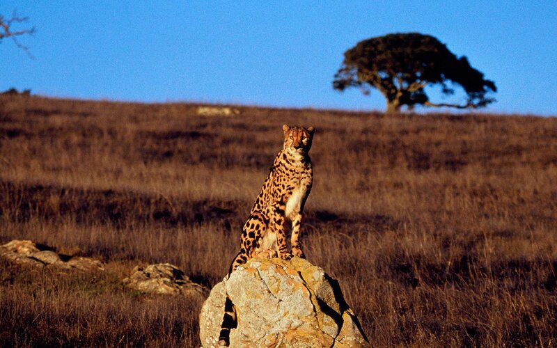 Cheetah on a rock in savanna