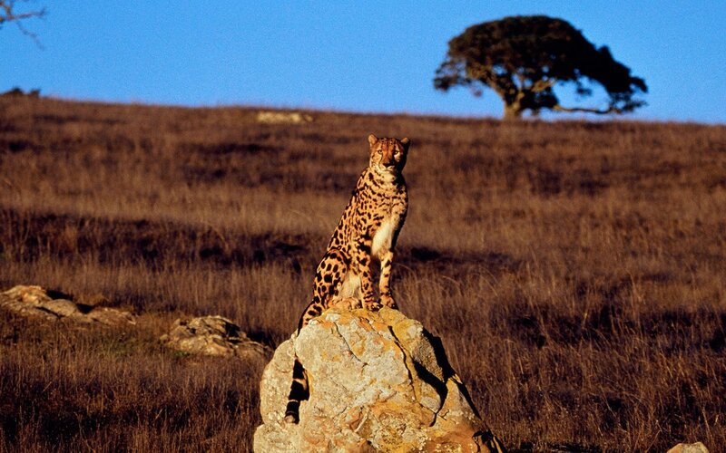 Cheetah on a rock in savanna