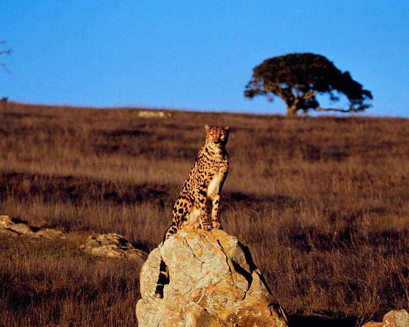 Cheetah on a rock in savanna