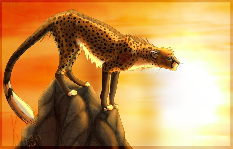 Cheetah on a Rock — Orange