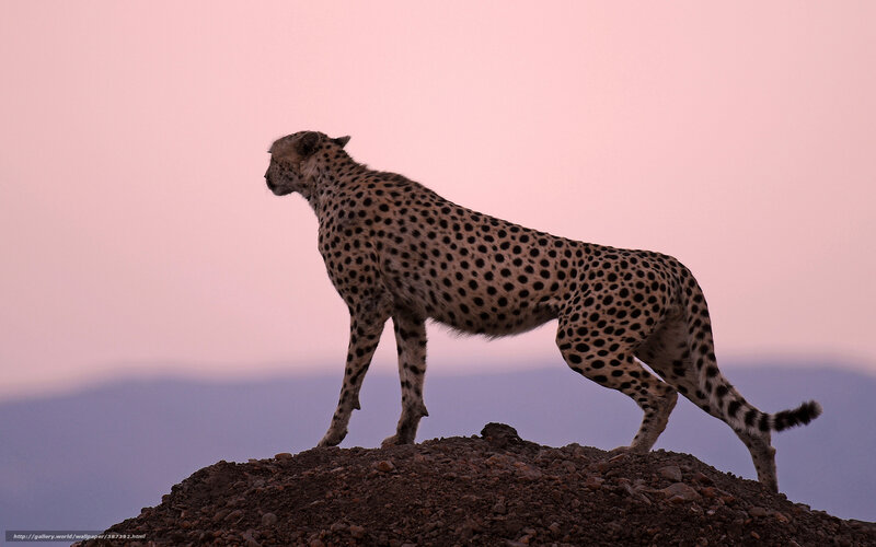 Cheetah on a Rock — Pink, Serene