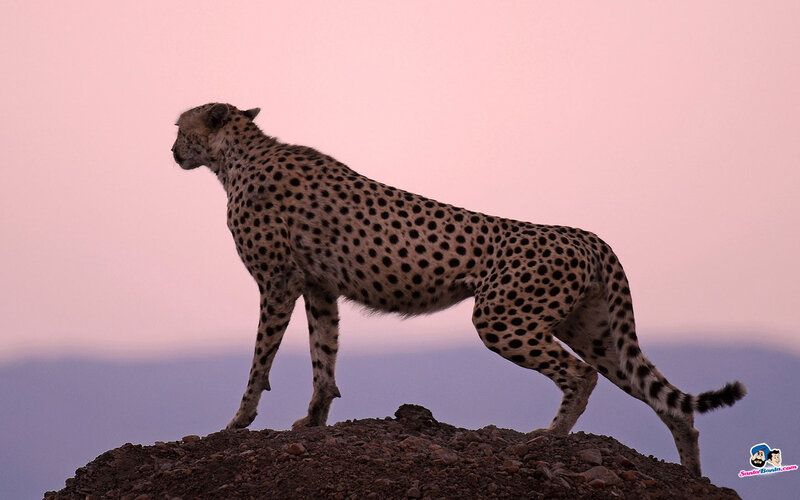 Cheetah on a Rock — Pink