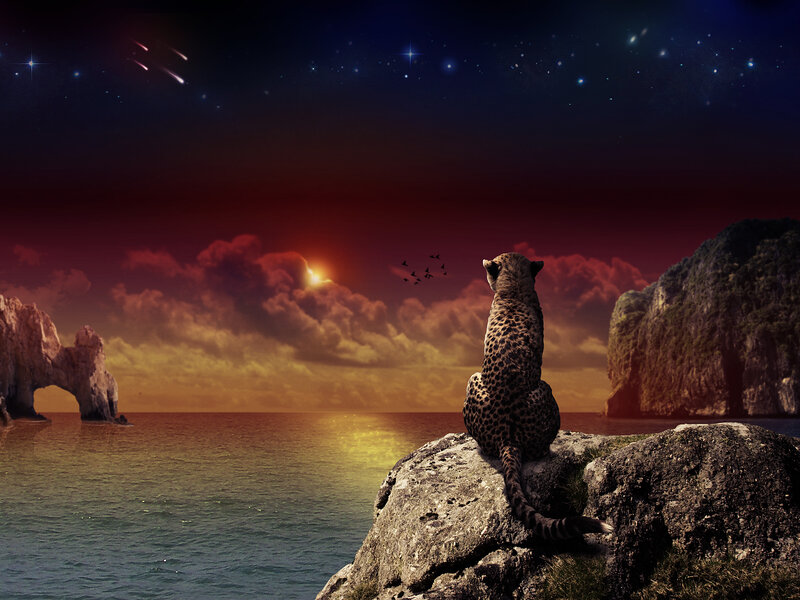Cheetah on a Rock — Red