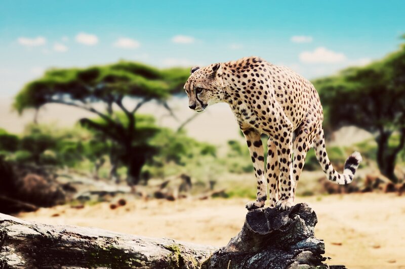 Cheetah on a Rock — Tan
