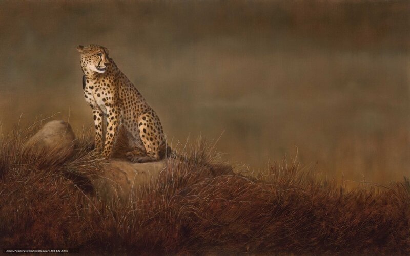 Cheetah on a rock