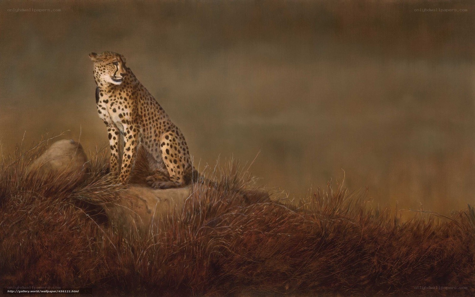 Cheetah on a rock