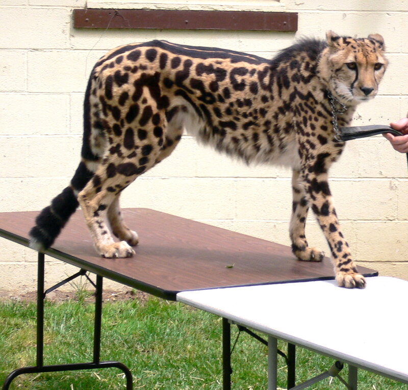 Cheetah on a table