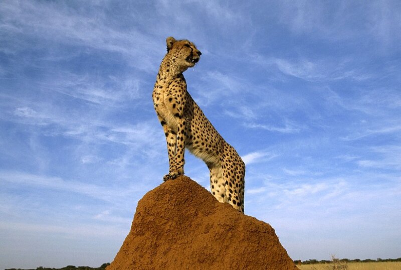 Cheetah on a termite mound