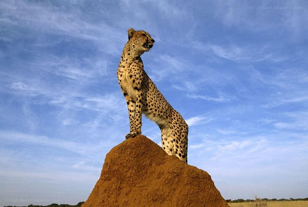 Cheetah on a termite mound